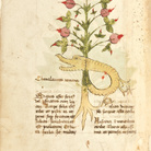 Erbario di Trento, fine XV sec, Castello del Buonconsiglio