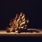Mauro Davoli, Funghi con insetto, 2003, 120 x 80 cm | © Mauro Davoli