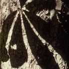 Vecchi amici. Grandi alberi a Ferrara. Fotografie di Dario Berveglieri