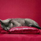 Gatti, pillole e pellicola. <i>ToiletWalter PaperChandoha</i> alla Milan Design Week