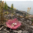 CYFEST 17 - Natura Naturans: Human Beings, Nature, Landscape