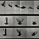Eadweard Muybridge, A cockatoo flying, 1887 | © Wellcome Images