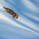 Il paese della biodiversità. Il patrimonio naturale italiano