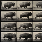 Eadweard Muybridge, A buffalo walking, 1887, 35 x 23 cm, Wellcome Library di Londra | © Wellcome Images