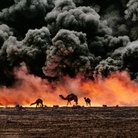 Steve McCurry, Cammelli e giacimenti di petrolio, Kuwait, 1991