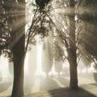 Joel Meyerowitz, Cipressi, mattina presto. Toscana, 2002 © Joel Meyerowitz - Courtesy of Howard Greenberg Gallery