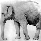 Animali ritratti