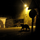Marco Colombo, Crossing Paths, Wildlife Photographer of the Year, Italy Winner 2018, Urban Wildlife