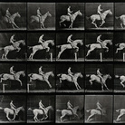 Eadweard Muybridge, A horse jumping a hurdle, 1887, 30 x 25.50 cm, Wellcome Library di Londra | © Wellcome Images