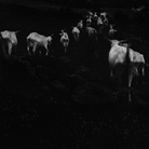 Ilaria Ferretti, Bestiario. Manuale di cucina, Capre Gregge/Goats Herd | © MUST GALLERY, Lugano 