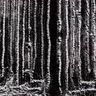 Mario Giacomelli, Presa di coscienza sulla natura, 390x285 mm | Courtesy of Studio Guastalla Arte Moderna e Contemporanea / The Lone T art space | Foto: Cristian Castelnuovo