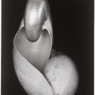 Edward Weston, Shells, 1927, Tate | Courtesy &copy; DACS, 2026