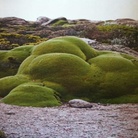 GREEN ISLAND 2014. LANDSCAPING: Dutch Design for a new city Garden