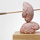 Brain thinking models and drawings by Jan Fabre