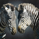 Marco Grasso. Wild by Design