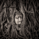 Mathew Browne, Buddha in a Banyan Tree, Wat Mahathat, Ayutthaya Wat Mahatha, Ayutthaya, Thailand, Finalista all'Historic Photographer of the Year 2017 | Courtesy of Historic Photographer of the Year | © Mathew Browne