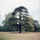 Alberi Maestri