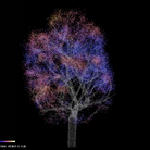 Re-Leaf. Vedere la Città attraverso i suoi alberi