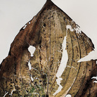 Nino Migliori, Herbarium, 1974, C-print vintage-unicum su supporto legno, 70 x 100 cm | © Fondazione Nino Migliori