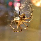Ornella Stingo. Argiope
