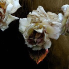 Femi Vilardo. The dead life