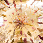 Rebecca Louise Law. Florilegium