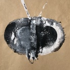 MUSHI 虫. Libellule e altri insetti nella pittura di Stéphane Dubé