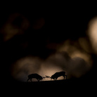 Michel d’Oultremont, Dream Duel, Wildlife Photographer of the Year, Belgium Winner 2018, Rising Star Portfolio Award