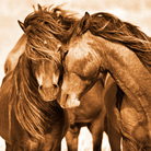 Roberto Dutesco. 30 years. The Wild Horses of Sable Island