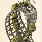 Maurits Cornelis Escher. Escher, Chiostro del Bramante, Roma