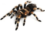 Spiders. I più grandi ragni del mondo