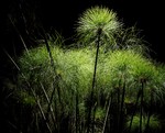Diorami. Meraviglie Botaniche in 8 Atti