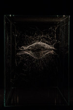 Cosmic Jive: Tomás Saraceno. The Spider Sessions