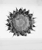 Michele Guido. Stellaria solaris garden project _2016