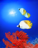 Akyiyoshi Ito. Sogni sott'acqua