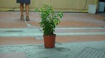 Performance d'Atelier. Manuela Macco: un ciclo di 6 azioni