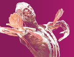 BODY WORLDS - Vital