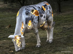 ANIMALI FANTASTICI. Il Giardino delle Meraviglie
