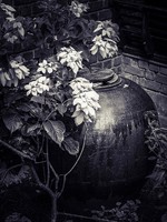 Barbara Luisi. India – Secret Garden