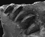 Il Mosasaurus di Novafeltria al Museo Geologico Giovanni Capellini di Bologna