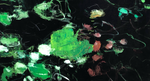 Oltre il Giardino. L’abbecedario di Paolo Pejrone