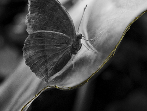 Anna Caterina Masotti. Eden. Il Giardino dell’anima