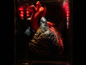 mostra Real Bodies Experience