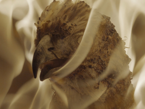 Andro Eradze. Bones of Tomorrow