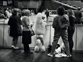 Elliott Erwitt. Icons