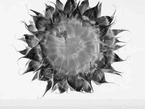mostra Michele Guido. Stellaria solaris garden project _2016 - Michele Guido