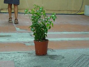 mostra Performance d'Atelier. Manuela Macco: un ciclo di 6 azioni - Manuela Macco