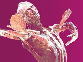 mostra BODY WORLDS - Vital