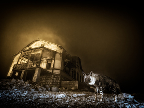 61° Wildlife Photographer of The Year