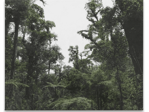 Haley Mellin. Siamo Natura